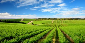 Cours d’Anglais – Le Vignoble et le Terroir