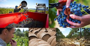 Cours d’Anglais – La Vinification et le Chai